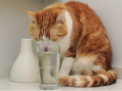 1449546926765571.jpg 猫咪喝水.jpg