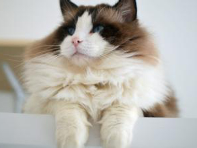 1451548773216649.jpg 布偶猫.jpg