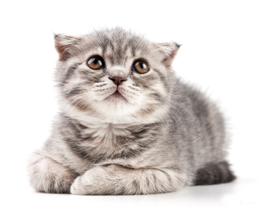 1454048626852412.jpg 猫咪.jpg