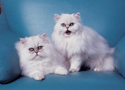 1462260290899228.jpg 金吉拉猫咪.jpg