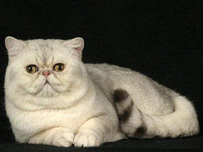 异国短毛猫222.png