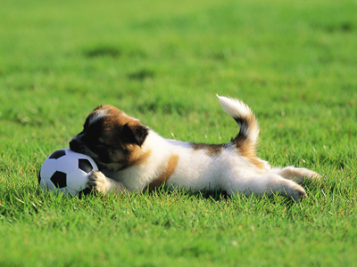 1474611769350548.jpg animal_mx069_pretty_puppies_puppy_garden_adventure_15239_18.jpg