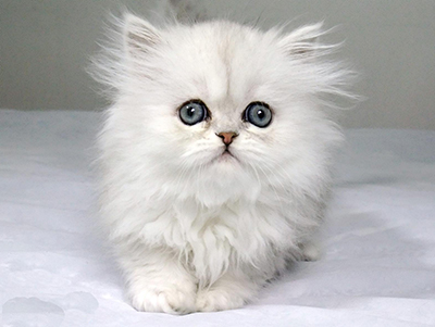 1474611889501539.jpg 波斯猫1.jpg