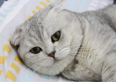 1474611896919471.png 英短猫咪.png