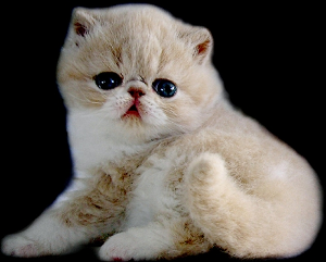 1475828173727352.jpg 波斯猫2.jpg