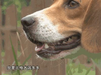 0 (6).gif