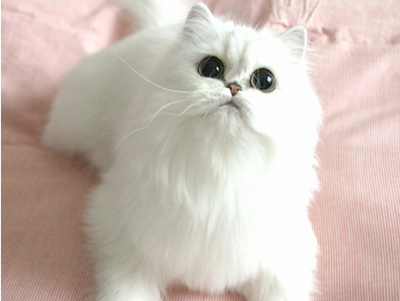 1479712319758760.png 波斯猫咪.png