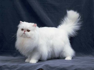1479712342109044.png 波斯猫.png