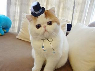 1484286224688144.png 异国短毛猫111.png