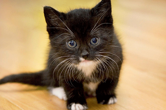 1495787084533805.gif dssssssssfg.gif